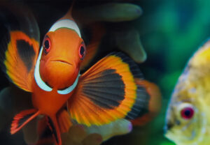 Home aquarium