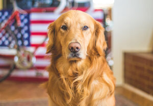 Pet Odor Eliminator