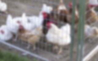 Chicken Coop Header plain