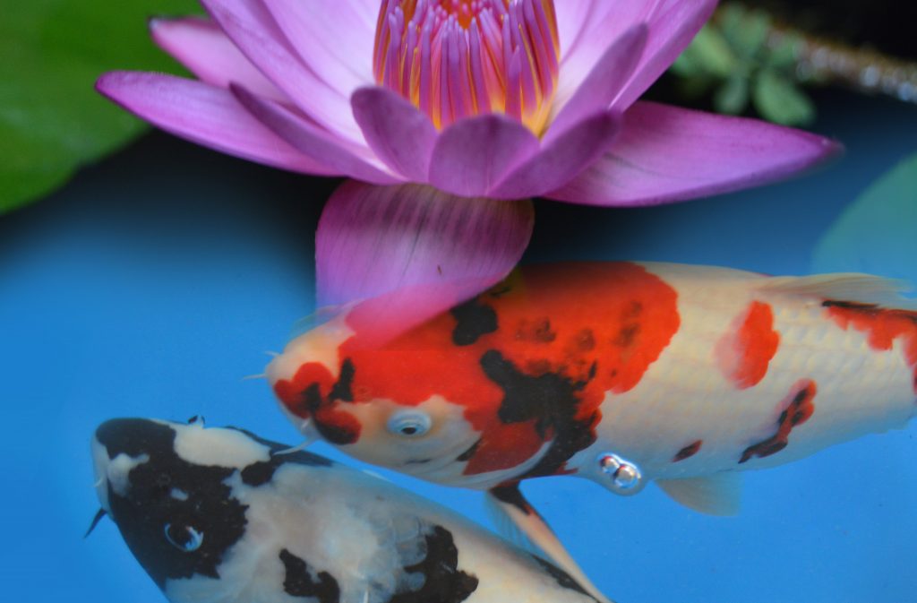 microbe lift koi food