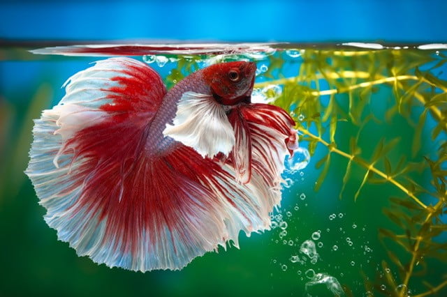 how big of a tank does a betta fish need