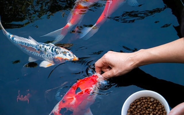 Feeding pond clearance fish