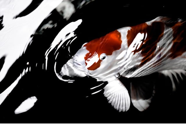 Why Koi Fish Die and How To Help Them | Microbe-Lift