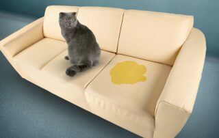 CatAccidentOnCouch