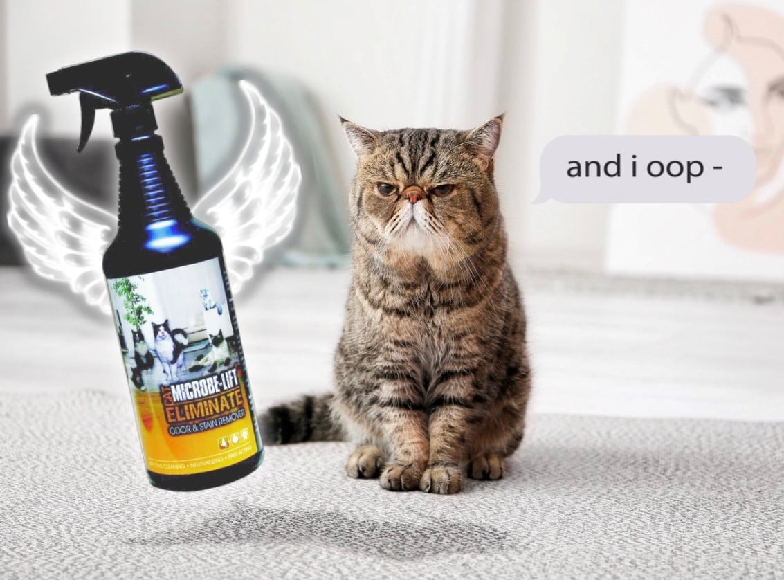 Use cat eliminate on stains