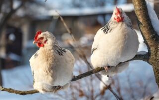 WinterChickens